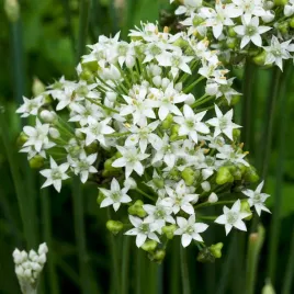 szczypiorek-czosnkowy-nasiona-warzyw-plaskie-liscie-lagodny-smak-czosnkowy