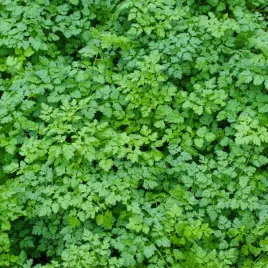 trybula-nasiona-ziol-delikatne-liscie-subtelny-smak-do-zup-i-sosow