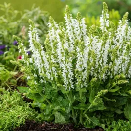 szalwia-muszkatolowa-nasiona-ziol-salvia-sclarea-aromatyczna-roslina