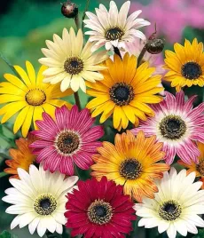 arktotis-mieszany-niedzwiedzie-ucho-nasiona-polan