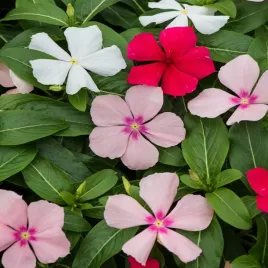 barwinek-jednoroczny-mieszanka-mix-dlugie-kwitnienie-ozdobne-kwiaty-nasiona