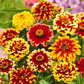 cynia-waskolistna-meksykanska-mieszanka-nasiona-kwiatow-idealna-na-rabaty