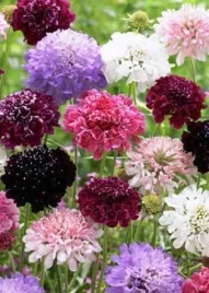 drakiew-wdowka-mieszanka-doskonale-przywabiajaca-motyle-nasiona-plantico