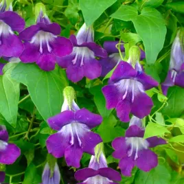 asarina-fioletowa-pnacze-jednoroczne-obfite-kwitnienie-nasiona-kwiatow