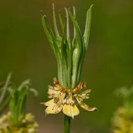 czarnuszka-orientalna-zolta-ozdobna-latwa-w-uprawie-nasiona-kwiatow