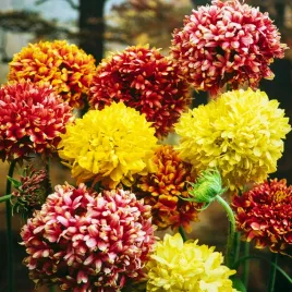 gailardia-nadobna-pelna-mieszanka-dlugie-kwitnienie-nasiona-kwiatow