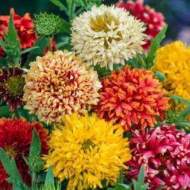 gailardia-nadobna-mieszanka-swieze-nasiona-kwiatow-ogrodowych-latwa-uprawa