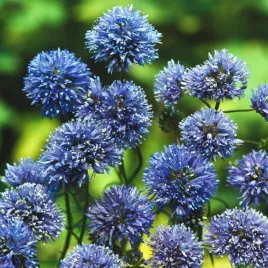 gilla-glowkowa-fioletowo-niebieska-nasiona-kwiatow-ozdobnych-delikatne