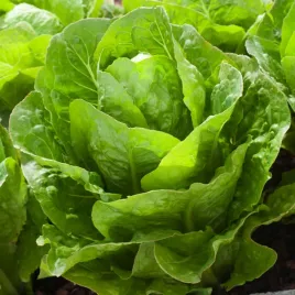 salata-zina-zimujaca-maslowa-kruche-i-soczyste-liscie-nasiona-warzyw