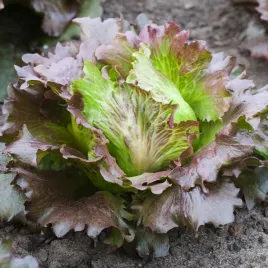 salata-krucha-carmina-lisc-zewnetrzny-lekko-czerwony-nasiona-warzyw