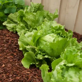 salata-krucha-maugli-sredniowczesna-zielona-chrupiaca-nasiona-salaty