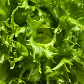 salata-krucha-regina-dei-ghiacci-liscie-intensywnie-zielone-nasiona-warzyw