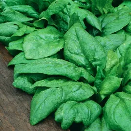 szpinak-asta-f1-nasiona-szpinaku-szybki-wzrost-odporny-wczesny-plenny