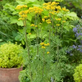 ruta-zwyczajna-nasiona-ziol-ruta-graveolens-aromatyczna-bylina