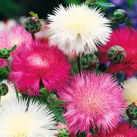 chaber-pizmowy-cesarski-mieszanka-pachnacy-wysoki-latwy-w-uprawie-nasiona