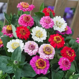 cynia-karlowa-thumbelina-mieszanka-mix-niska-nasiona-kwiatow-cyni