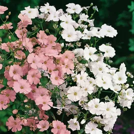 gipsowka-wytworna-mieszanka-mix-kolorow-swieze-nasiona-kwiatow-gipsowki