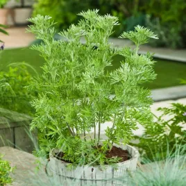 bylica-piolun-nasiona-ziol-artemisia-absinthium-aromatyczna-bylina