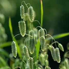 trawa-ozdobna-drzaczka-wielka-dekoracyjna-na-kwiaty-ciete-nasiona-trawy