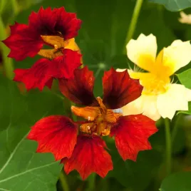 nasturcja-karlowa-night-and-day-kremowo-bordowa-nasiona-kwiatow-niskich