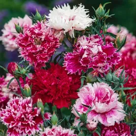 gozdzik-chinski-pelny-zestaw-kolorow-nasiona-kwiatow-mix-kwiaty-gozdziki