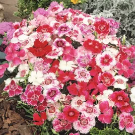 gozdzik-chinski-heddewigii-baby-doll-mieszanka-nasiona-kwiaty-gozdziki