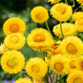 kocanka-ogrodowa-niesmiertelnik-zolta-na-bukiety-dekoracje-nasiona-kwiatow