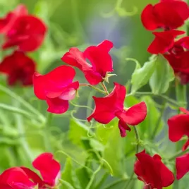 groszek-pachnacy-czerwony-szkarlatny-obficie-kwitnie-nasiona-kwiatow-kwiaty