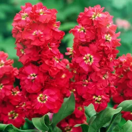 lewkonia-letnia-hala-czerwono-wisniowa-nasiona-kwiatow-pachnace-kwiaty