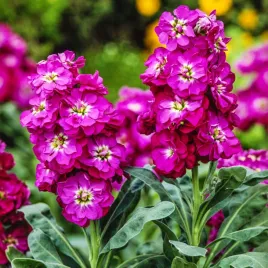 lewkonia-letnia-fioletowa-nasiona-kwiatow-pachnace-i-pelne-kwiaty