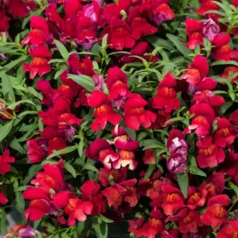 lwia-paszcza-niska-aramis-czerwony-kwiaty-jednoroczne-nasiona-kwiatow