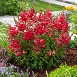 lwia-paszcza-wysoka-czerwona-jednoroczne-idealne-do-bukietow-nasiona