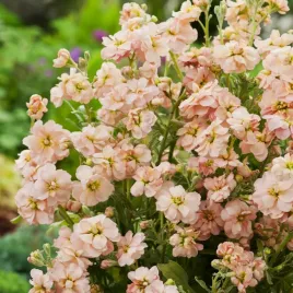 lewkonia-letnia-lososiowa-odmiana-letnia-nasiona-kwiatow-kwiaty-na-rabaty