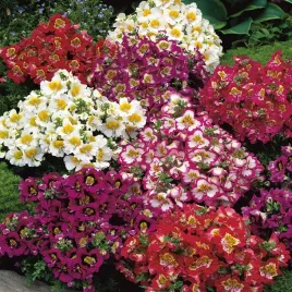 motylek-mieszanka-mix-kwiatow-ozdobnych-swieze-nasiona-latwa-uprawa-kwiaty