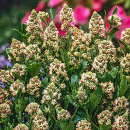 rezeda-wonna-roslina-pachnaca-nasiona-kwiatow