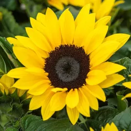 slonecznik-ozdobny-wysoki-zolty-pojedynczy-nasiona-slonecznika-kwiaty