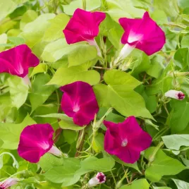 wilec-purpurowy-reffles-rozowy-nasiona-kwiatow-roslina-jednoroczna