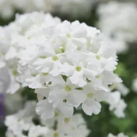 werbena-ogrodowa-biala-nasiona-kwiatow-roslina-jednoroczna-obficie-kwitnaca