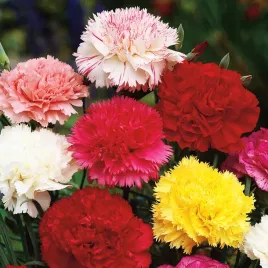 gozdzik-chabaud-mieszanka-nasiona-kwiatow-mix-kwiaty-gozdziki