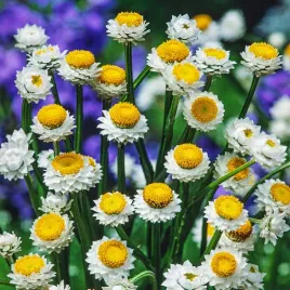 zlociszek-wiekuistka-bialy-bardzo-dekoracyjny-nasiona-kwiaty-jednoroczne