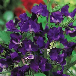 groszek-pachnacy-ciemnoniebiesko-granatowy-nasiona-kwiatow-kwiaty-groszki