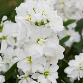 lewkonia-letnia-biala-pachnace-kwiaty-jednoroczne-nasiona-kwiatow