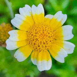 laja-nasiona-kwiatow-okres-kwitnienia-cale-lato-polan