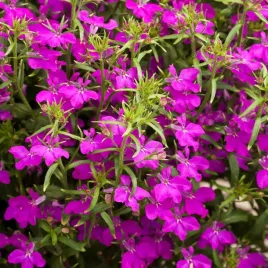 lobelia-przyladkowa-stroiczka-rozowo-karminowa-pachnace-kwiaty-nasiona