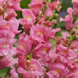 lwia-paszcza-niska-atos-rozowy-swieze-nasiona-kwiatow-ozdobnych-kwiaty