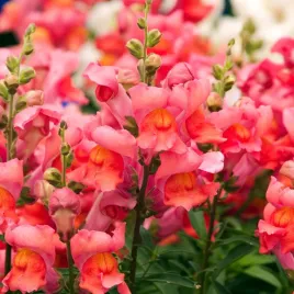 lwia-paszcza-wysoka-cynobrowo-czerwona-kwiaty-dlugie-nasiona-kwiatow