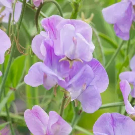 groszek-pachnacy-liliowo-modry-kwiaty-o-silnym-zapachu-nasiona-kwiatow