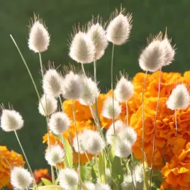 trawy-ozdobne-dmuszek-jajowaty-niski-trawa-ozdobna-nasiona-polan