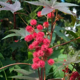 racznik-pospolity-zielone-liscie-dekoracyjna-roslina-nasiona-egzotyczne