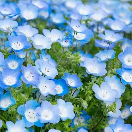 porcelanka-nasiona-obficie-kwitnaca-kwiatow-02g-polan